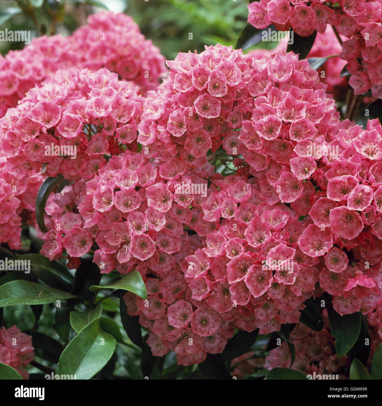 Kalmia latifolia - `Pink Charm'   TRS089951 Stock Photo